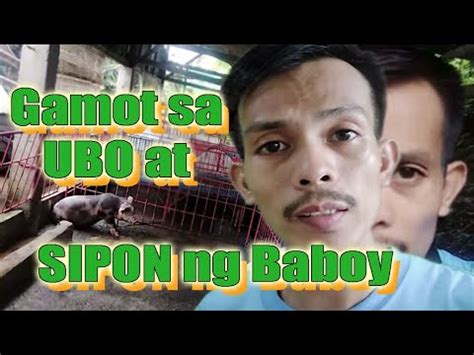 Paano gamotin ang Ubo at Sipon ng Baboy sa panahon ng tag Ulan.